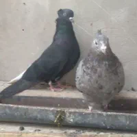 جفت دمسفید|پرنده|بهبهان, |دیوار