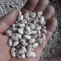 لوبیا چیتی