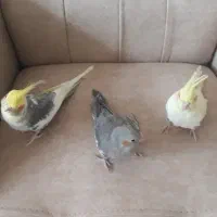 3 عروس هلندی