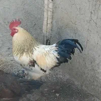 فروش خروس‌محلی