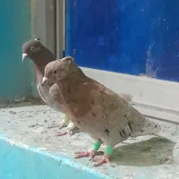 جفت دم سفید