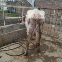 گاو|حیوانات مزرعه|میاندوآب, |دیوار