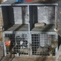 جفتگاه چهارتایی حتما توضیحات خوانده شود|لوازم جانبی حیوانات|بیرجند, |دیوار