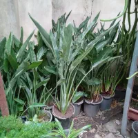 سیکاس بزرگ بالای ۳۰سال|گل و گیاه طبیعی|رشت, تازه آباد|دیوار