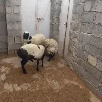 فروش بره نر وماده چاق بستک