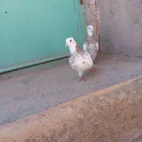 کبوتر