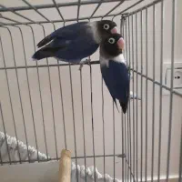 یه جفت  برزیلی مولد شرط کار|پرنده|بندر ماهشهر, |دیوار