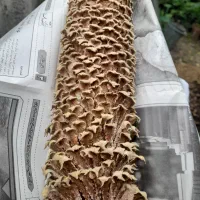 خرطومی نر سیکاس