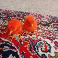 جوجه رنگی