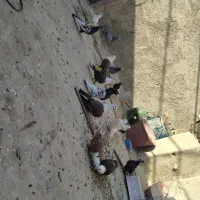 کبوتر کله سفید .مخمل .کربلایی .سینه سیاه.کله ای و