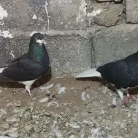 کفتر خوشرنگ