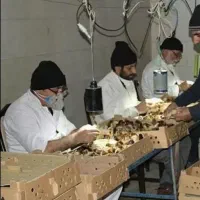 جوجه رنگی محلی کاکلی گردن لخت اردک،گوشتی سلطان|حیوانات مزرعه|بوشهر, |دیوار