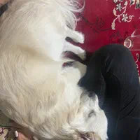 پامراشپیتز