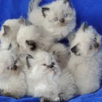 گربه عروسکی چاکلت پوینت
