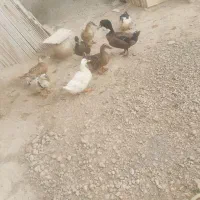 فروش اردک