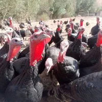 برنز انگلیسی|حیوانات مزرعه|مراغه, |دیوار