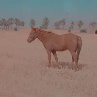 اسب|اسب و تجهیزات اسبسواری|فسا, |دیوار