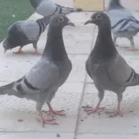 کفتر آلمانی  جوجه ونر ماده