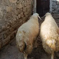 دو عدد بره قوچ سنجابی