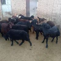 فروش ۲۰راس بره نر قزل افشار