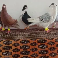 چند تا کفتر