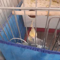 به علت کمبود جا|پرنده|بروجرد, |دیوار