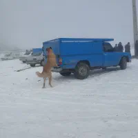 یک عدد توله سرابی