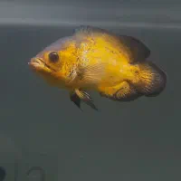 ماهی اسکار|ماهی|قم, علی آباد|دیوار