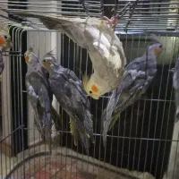 طوطی عروس هلندی|پرنده|چالوس, |دیوار