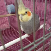 آگهی گمشده عروس هلندی