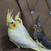 عروس هلندی|پرنده|تربت‌حیدریه, شهدا|دیوار