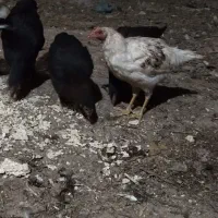 خروس گلین|حیوانات مزرعه|زنجان, |دیوار