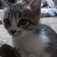 واگذاری بچه گربه سه ماهه ماده. ازشیر گرفته شده