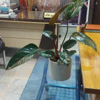 مغازه ۲۶متری اجاره ای میدان فردوسی مجتمع زیتون