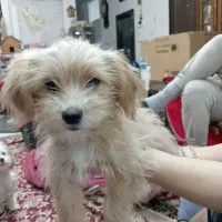 2عدد سگ توله|سگ|سبزوار, توحیدشهر|دیوار