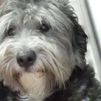 فروشی شیتزوتریر|سگ|تهران, تهرانپارس غربی|دیوار