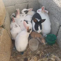 ۱۵ خرگوش نر وماده وبچه ، ماده آبستن داره