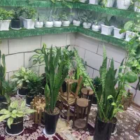 گل وگیاه|گل و گیاه طبیعی|فسا, |دیوار