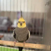 عروس هلندی سینامون|پرنده|ری, سیزده آبان|دیوار