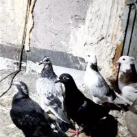 کفتر جوجه