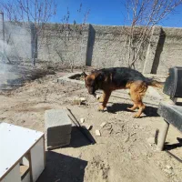 سگ ژرمن نر|سگ|اصفهان, گورت|دیوار