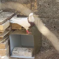 طوقی  سرخ کاکول میخ بی غلتی