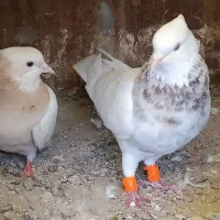 کفتر طوقی سار ساده المانی جفتگاه