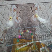 عروس هلندی|پرنده|اهواز, اهواز|دیوار