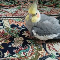 یک عدد عروس هلندی سینامون نر جوجه