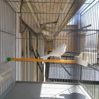 قناری نر جوجه ۹ماهه