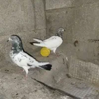 کبوتر پاکستانی|پرنده|خورموج, |دیوار