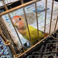 طوطی برزیلی|پرنده|ری, فیروزآبادی|دیوار