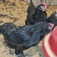 تخم نطفه دار و جوجه یک روزه مرندی|حیوانات مزرعه|بهبهان, |دیوار