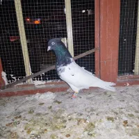 کله سیاه